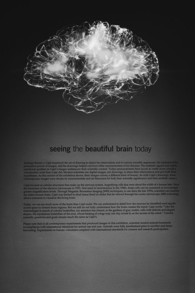 Neuroscience - brain
